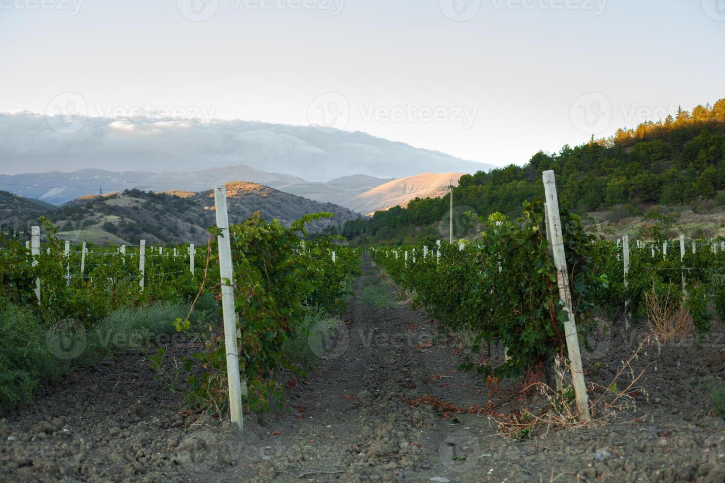 vineyard at the foot of the mountain photo