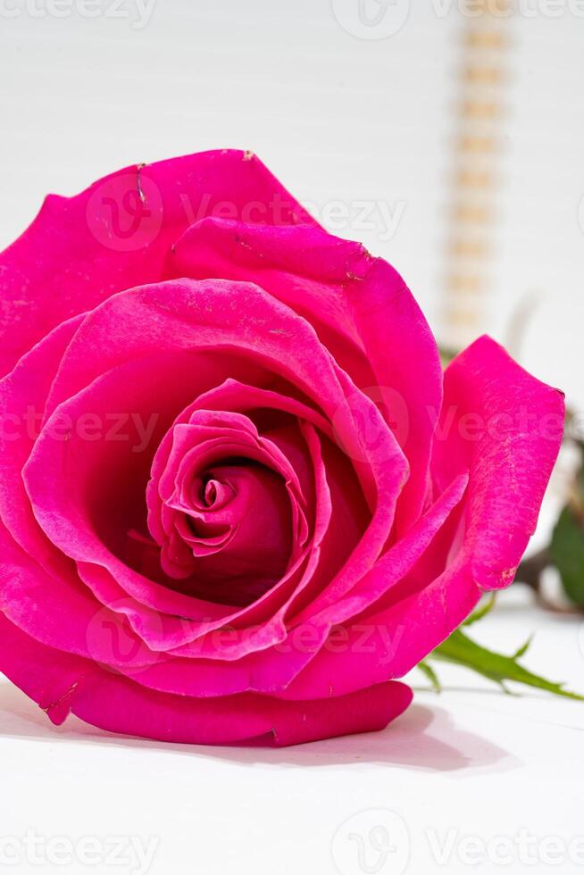 hermosa rosado Rosa flor macro foto