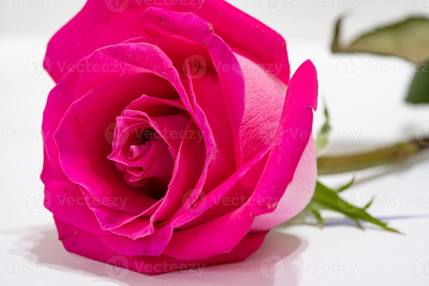 Beautiful pink rose flower macro photo