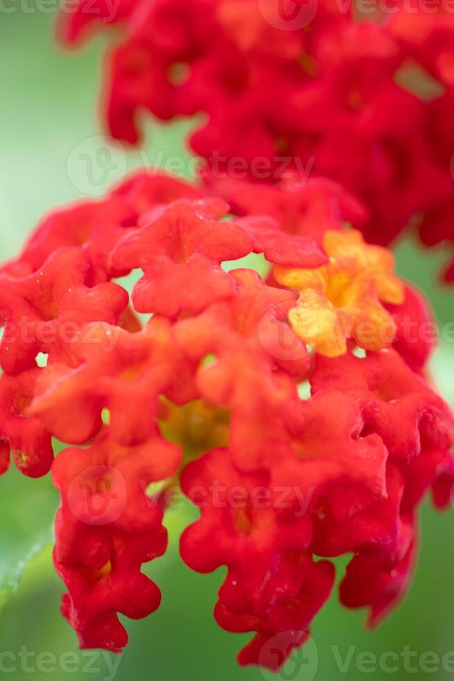 beautiful Close up macro view of red Lantana flower photo