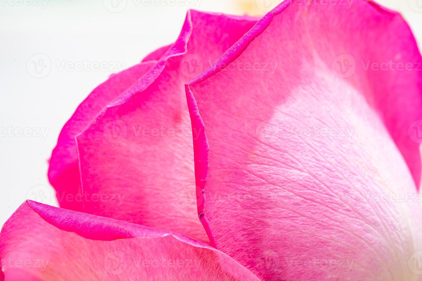 Beautiful pink rose flower macro photo