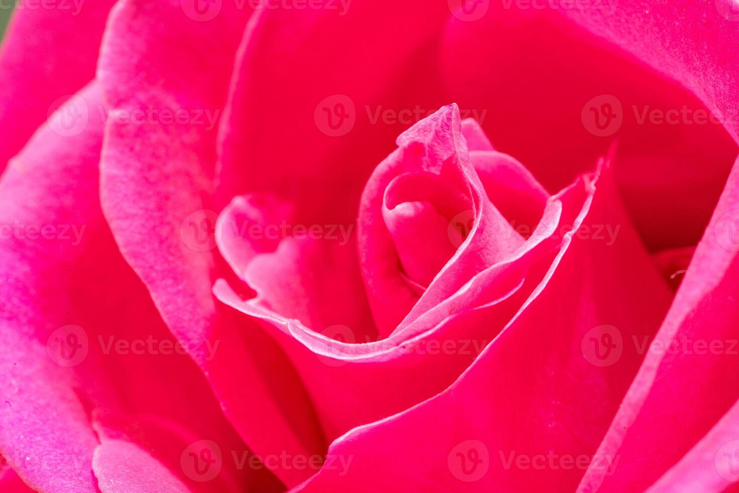 Beautiful pink rose flower macro photo