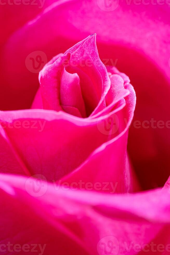 Beautiful pink rose flower macro photo
