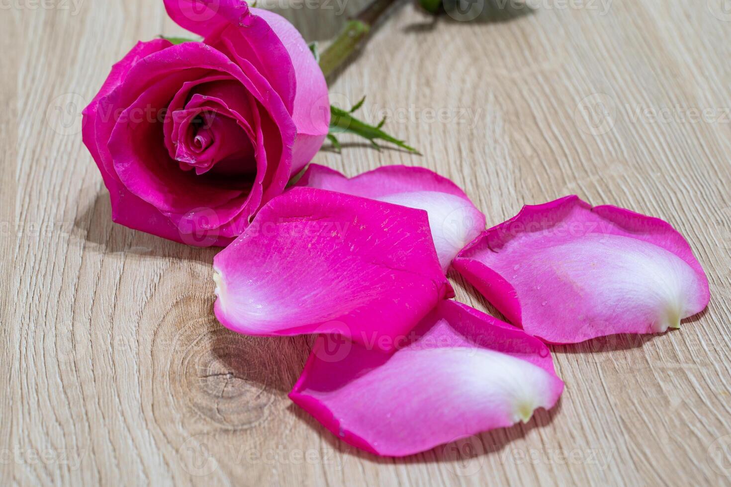 Beautiful pink rose flower macro photo