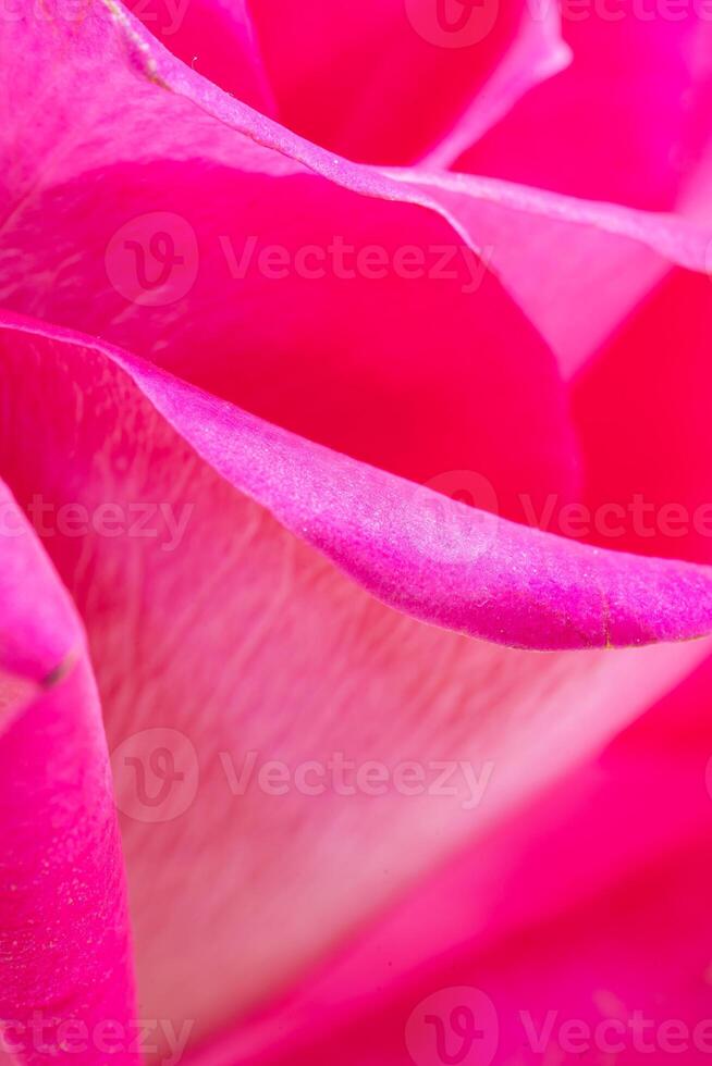 Beautiful pink rose flower macro photo