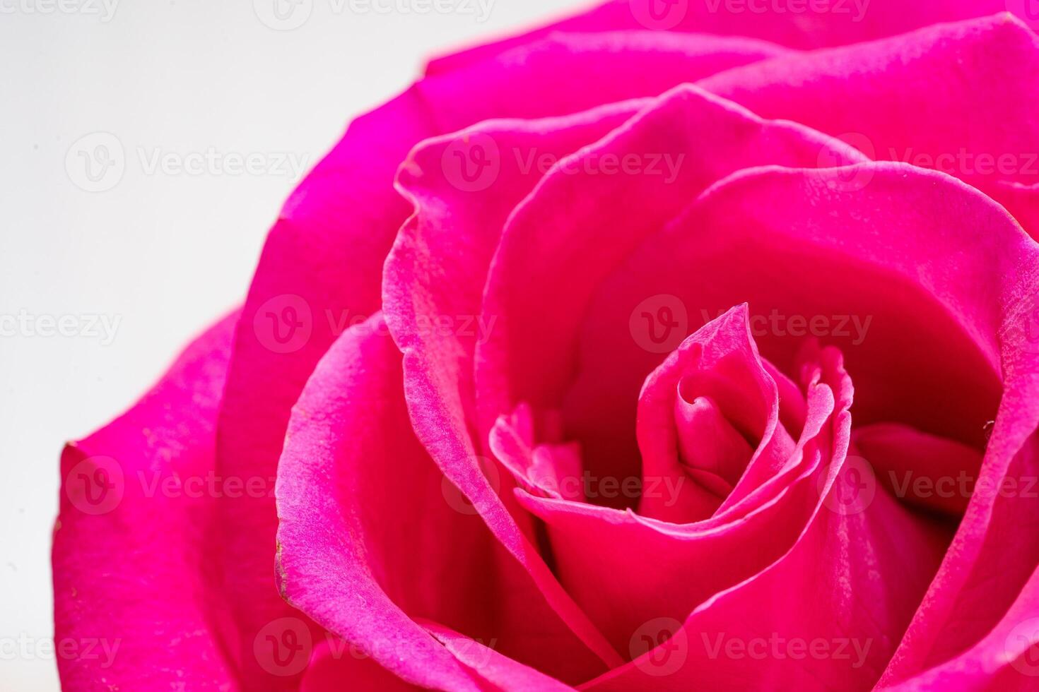 Beautiful pink rose flower macro photo