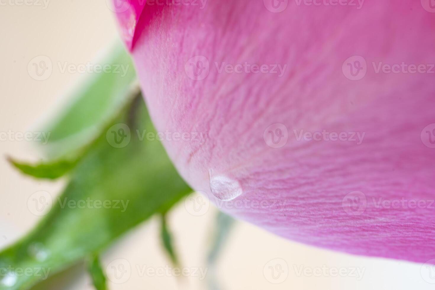 Beautiful pink rose flower macro photo