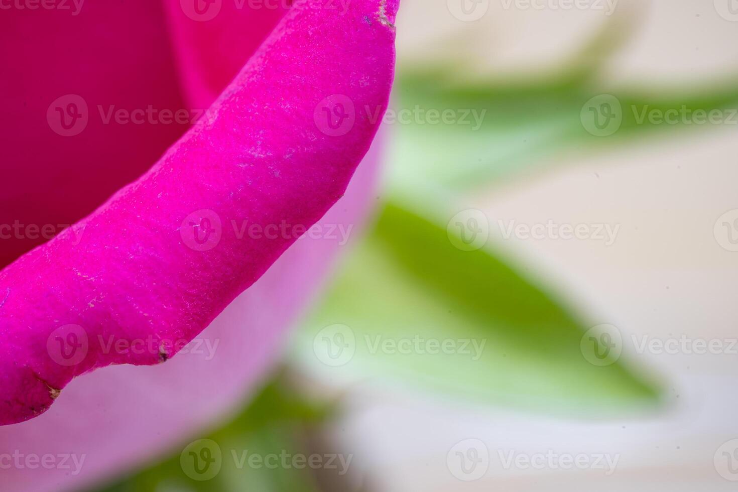 Beautiful pink rose flower macro photo