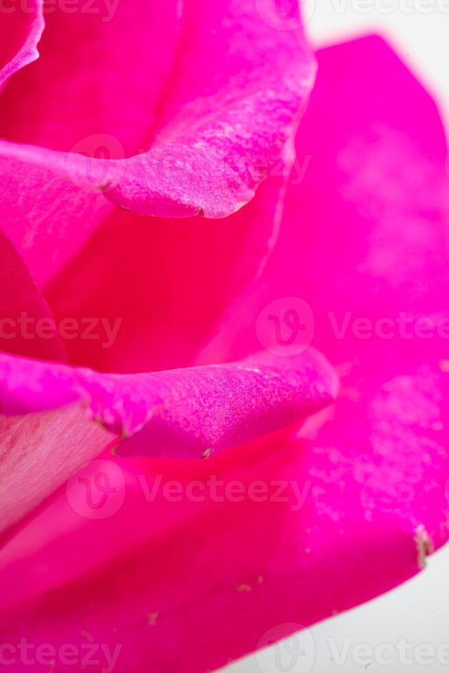Beautiful pink rose flower macro photo