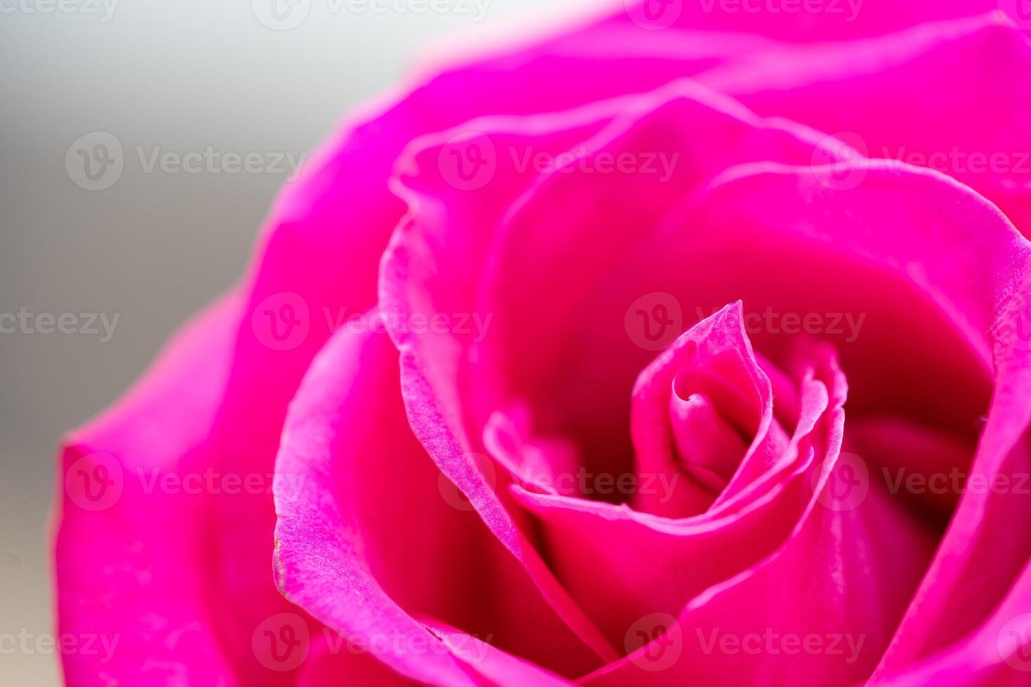 Beautiful pink rose flower macro photo