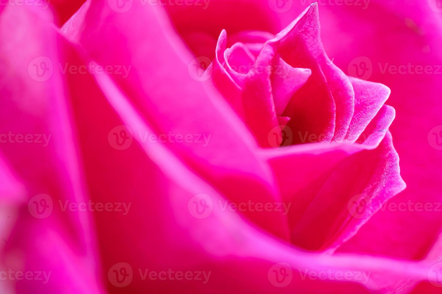 Beautiful pink rose flower macro photo