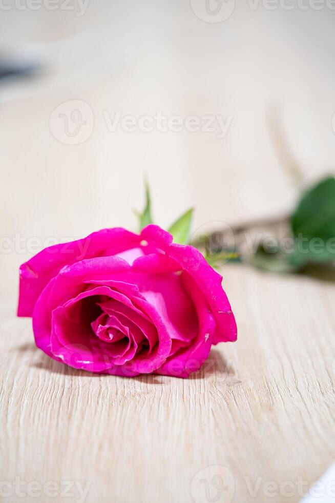 Beautiful pink rose flower macro photo
