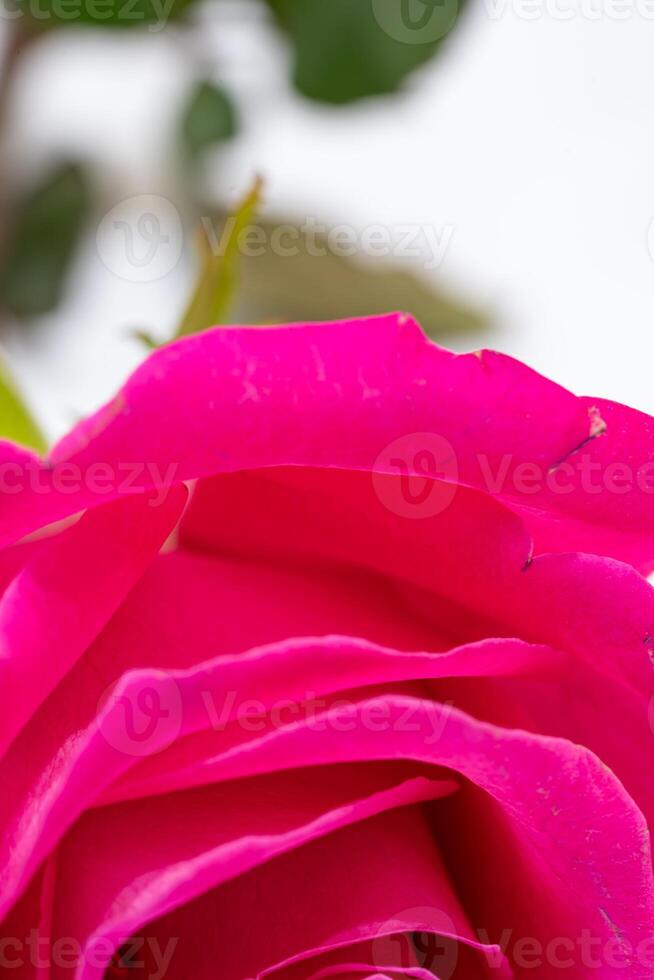 Beautiful pink rose flower macro photo