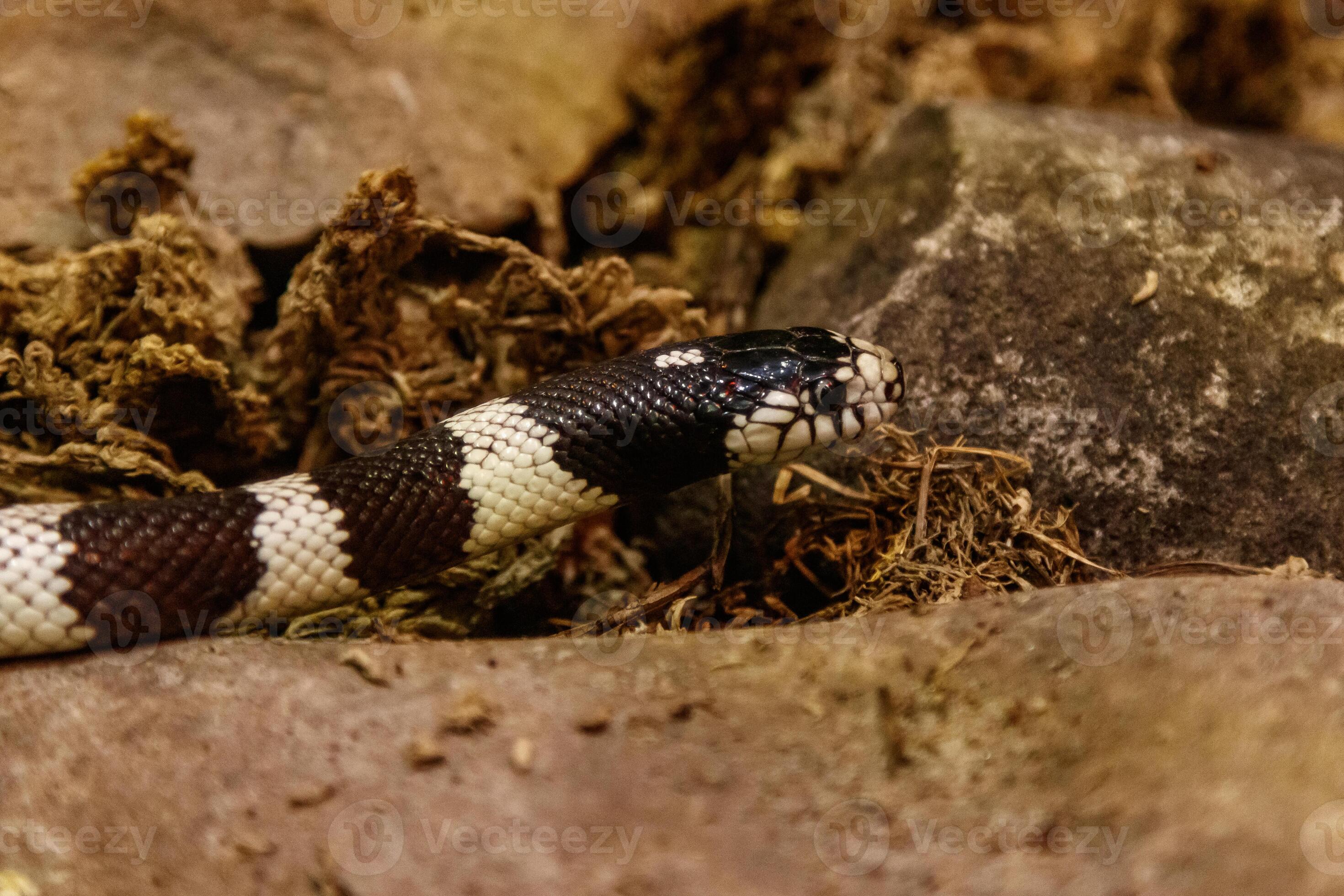 snake lampropeltis getula californiae 41478313 Stock Photo at Vecteezy