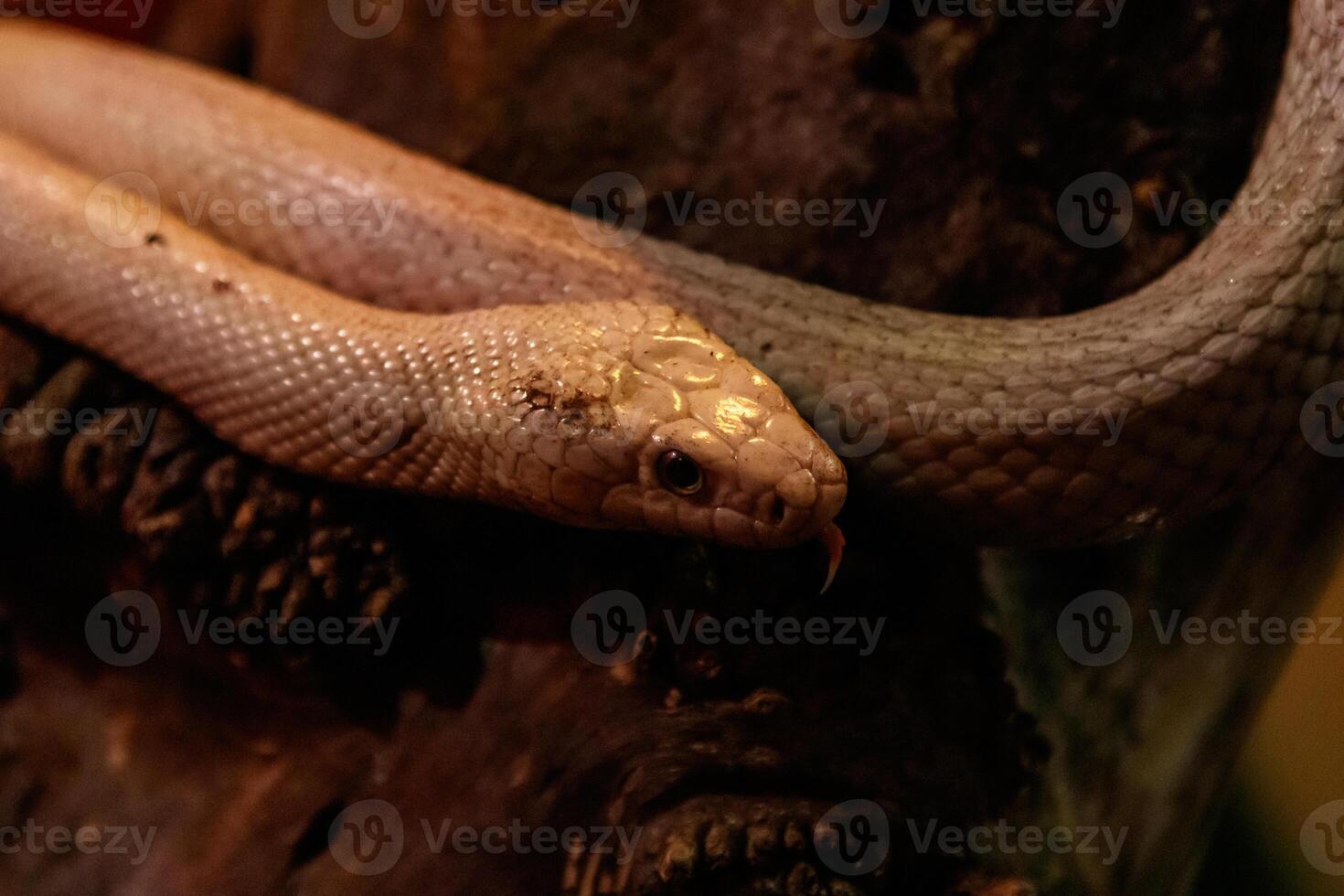 snake leucistic texas rat photo