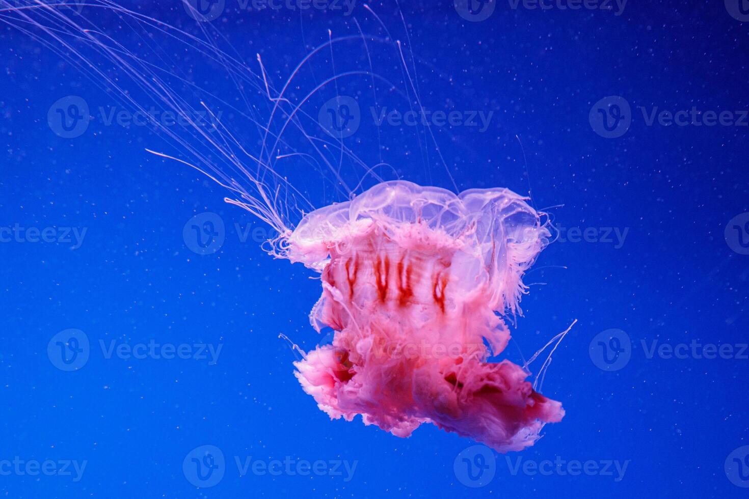 macro of a beautiful jellyfish cyanea capillata photo