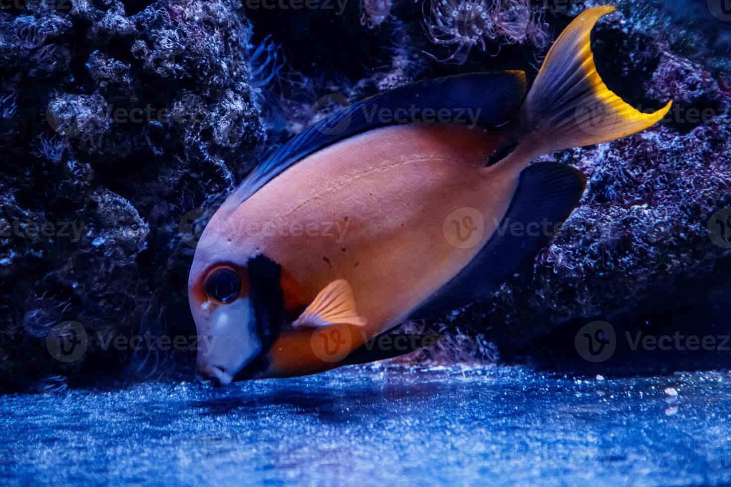 macro fish acanthurus pyroferus photo