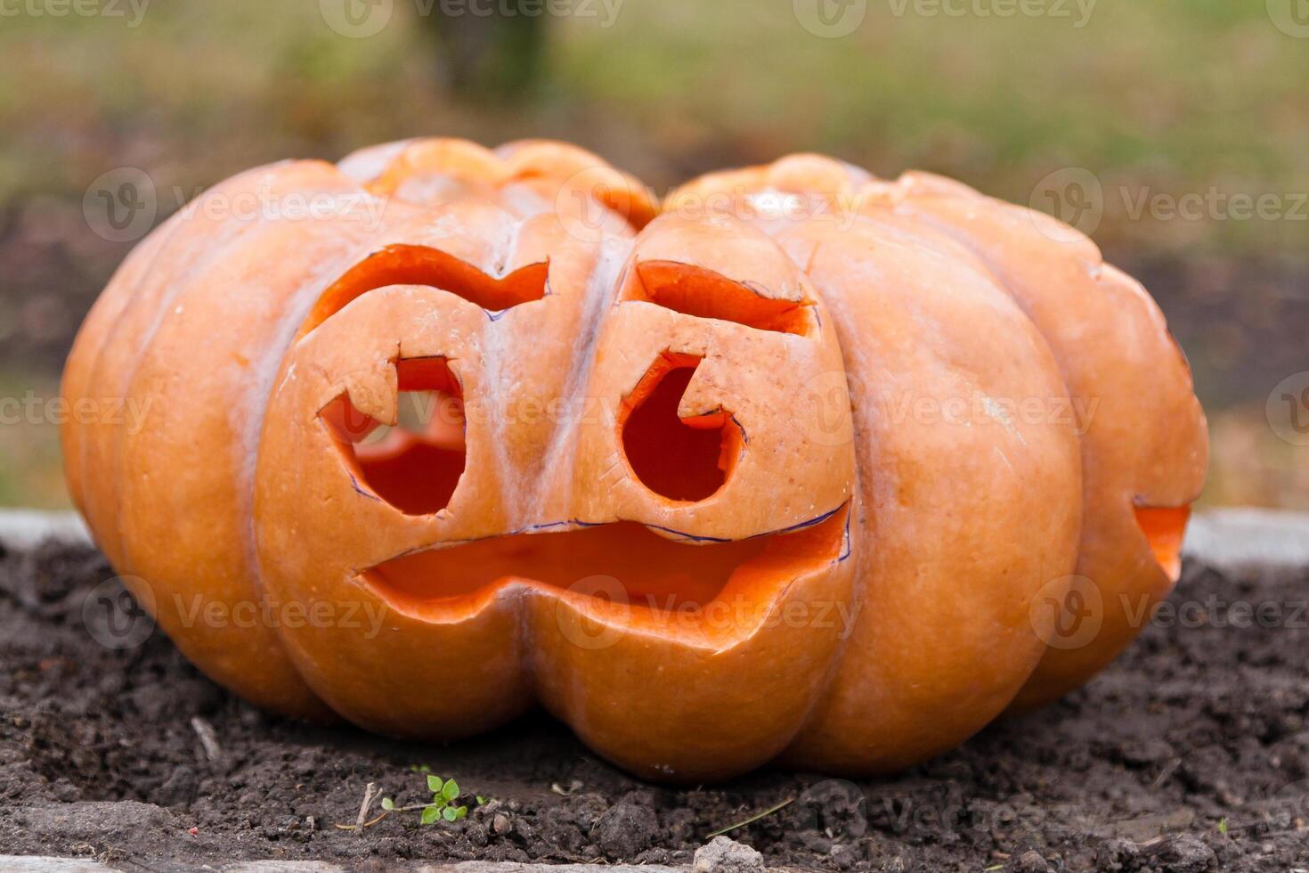 Beautiful pumpkins for halloween photo