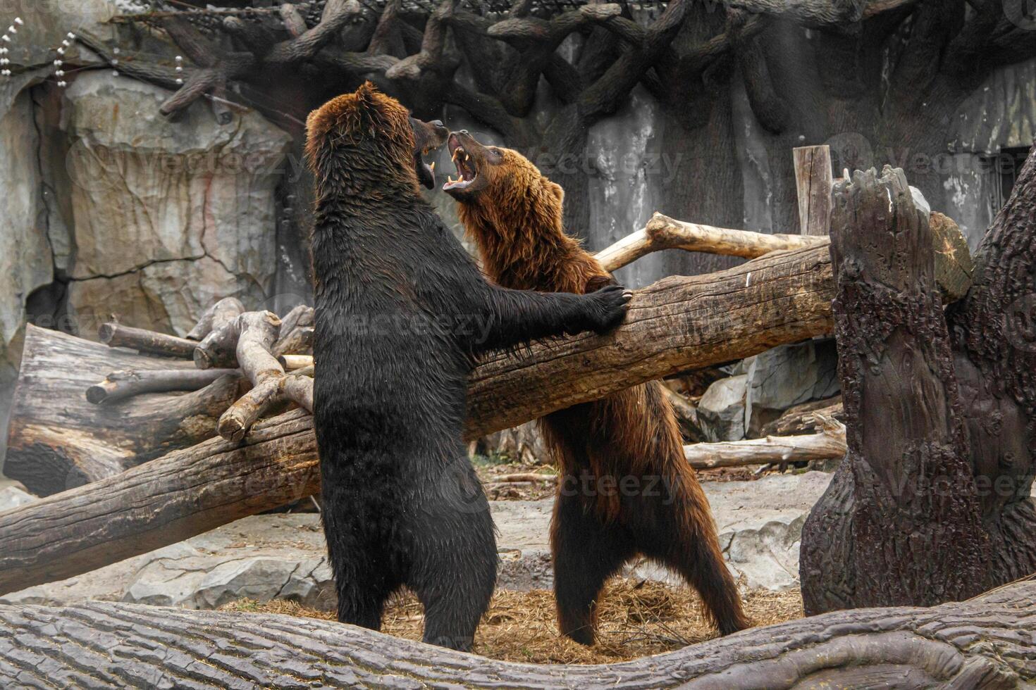 Two brown bears playing with each other photo