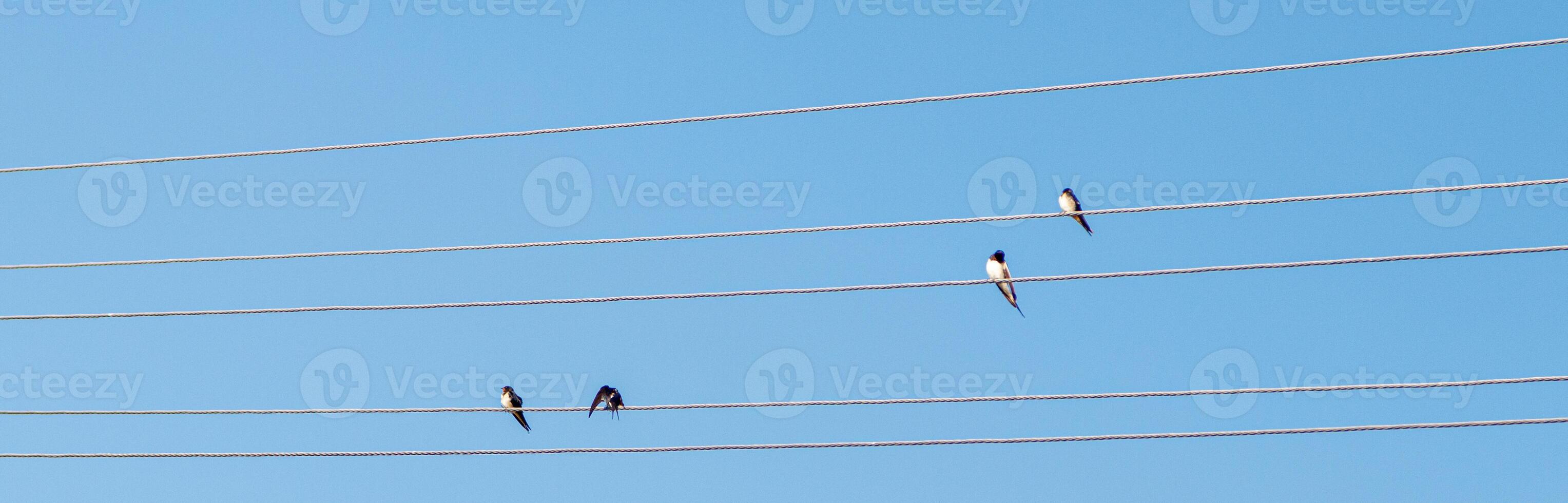 aves sentar en eléctrico alambres en contra el azul cielo foto