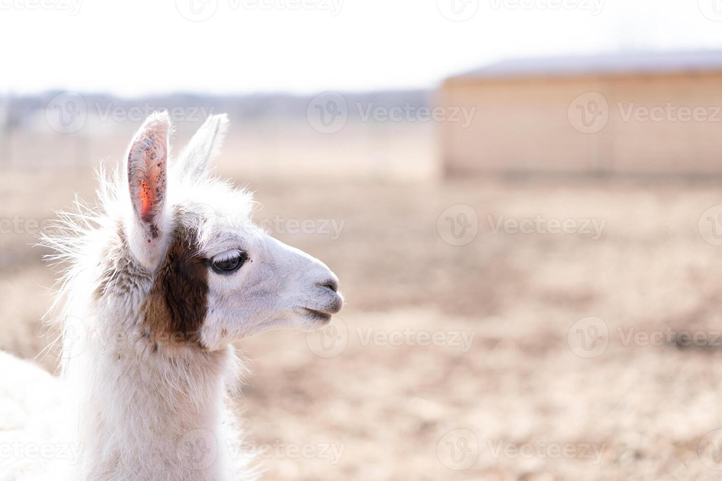 Cute animal alpaka lama on farm outdoors photo