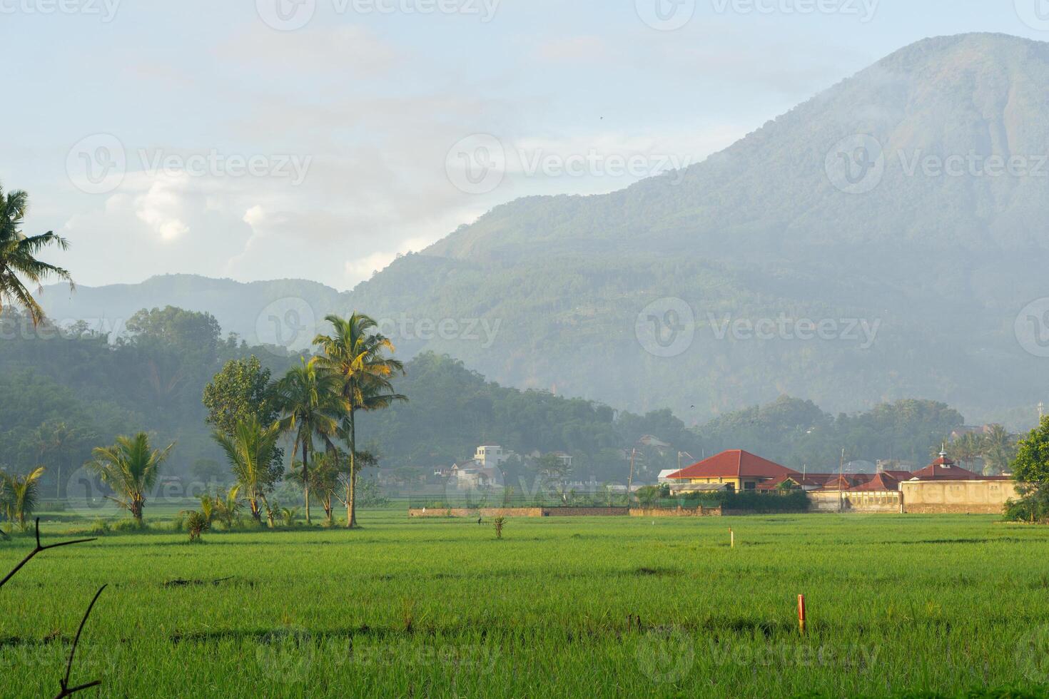 Rice fields in the morning light. rural feel landscape with valley in mist behind forest. concept of natural freshness photo