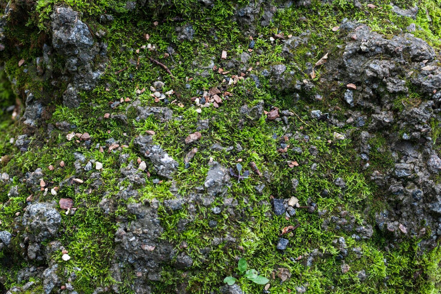 texture we can on a stone in the forest photo