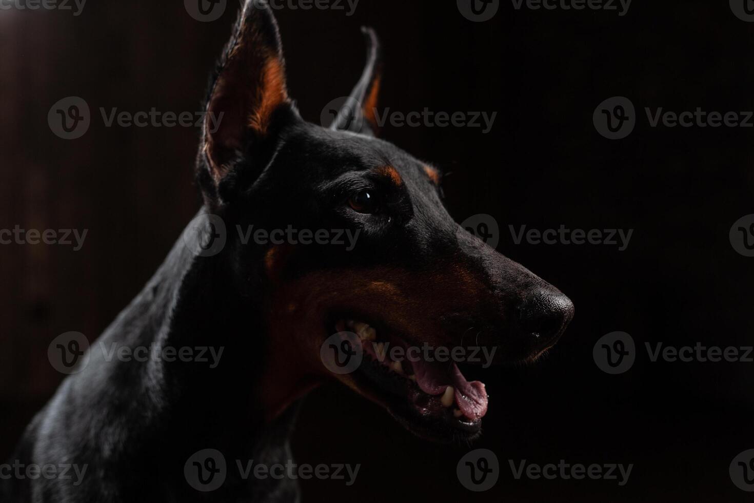 Close-up Funny Portrait of Doberman Dog with big nose Stare in Camera in Camera on isolated Black background photo