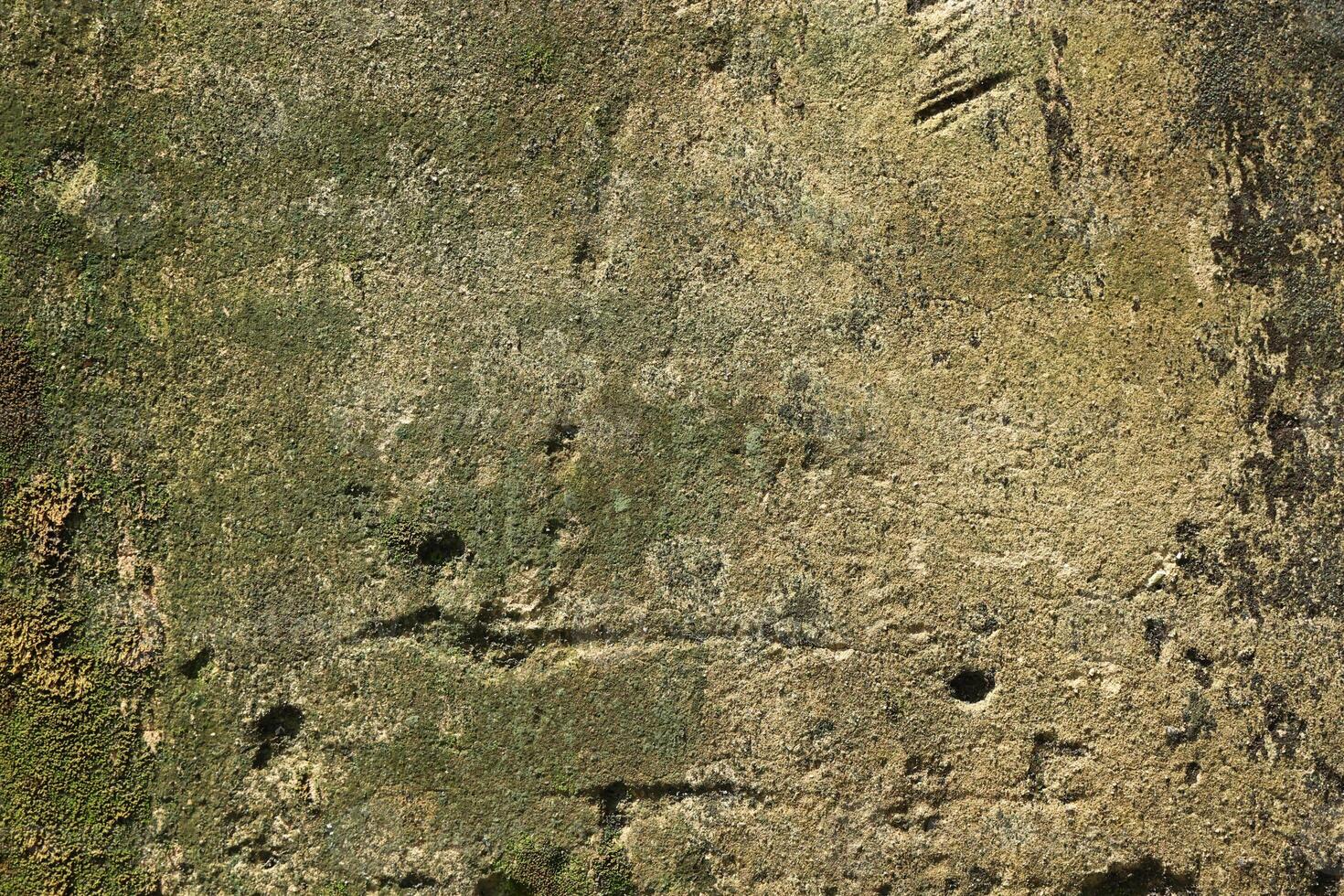 lichen Green moss grows on cement Wall green texture dirty wallpaper structure wallpaper photo