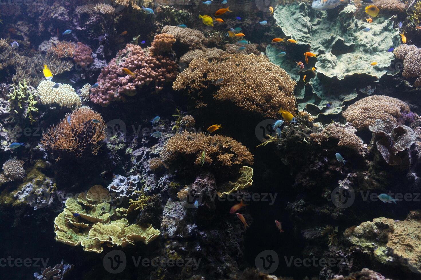 Tropical fish with corals and algae in blue water. Beautiful background of the underwater world. photo