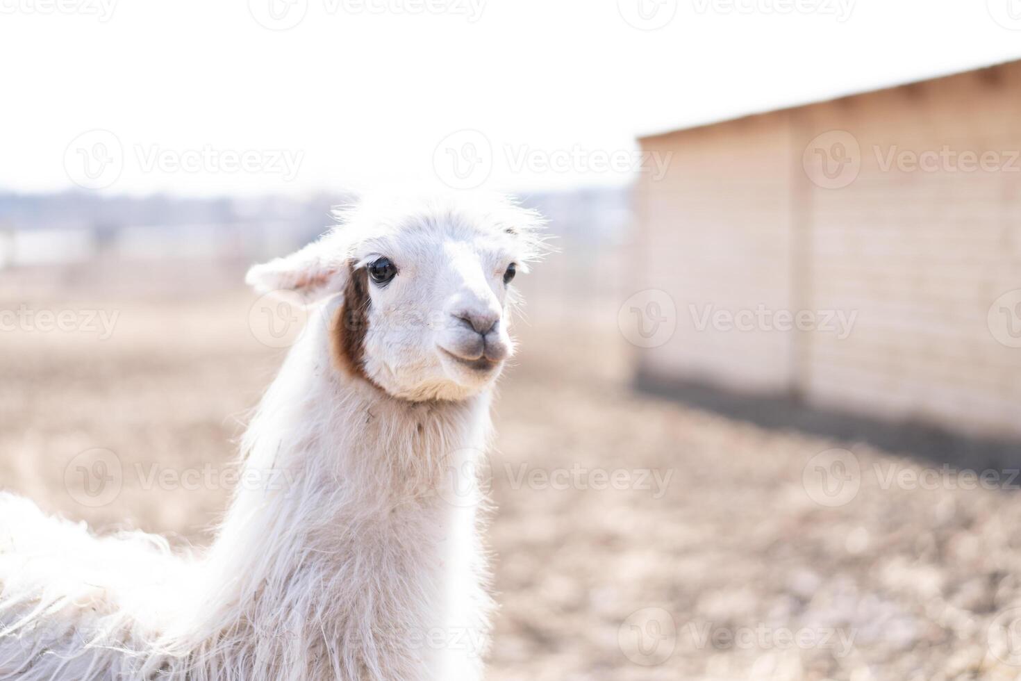 Cute animal alpaka lama on farm outdoors photo