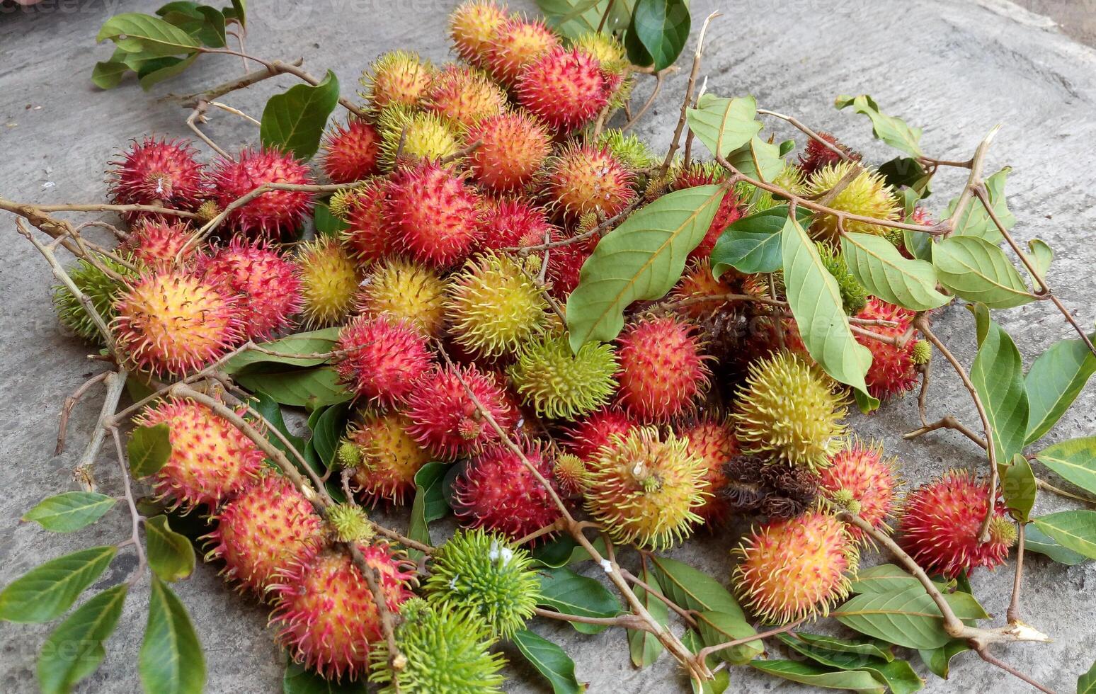 Red rambutan on tree. Close up detail of ripe rambutan fruit photo