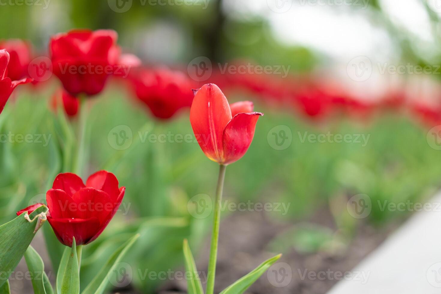 Red tulip flowers background outdoor photo