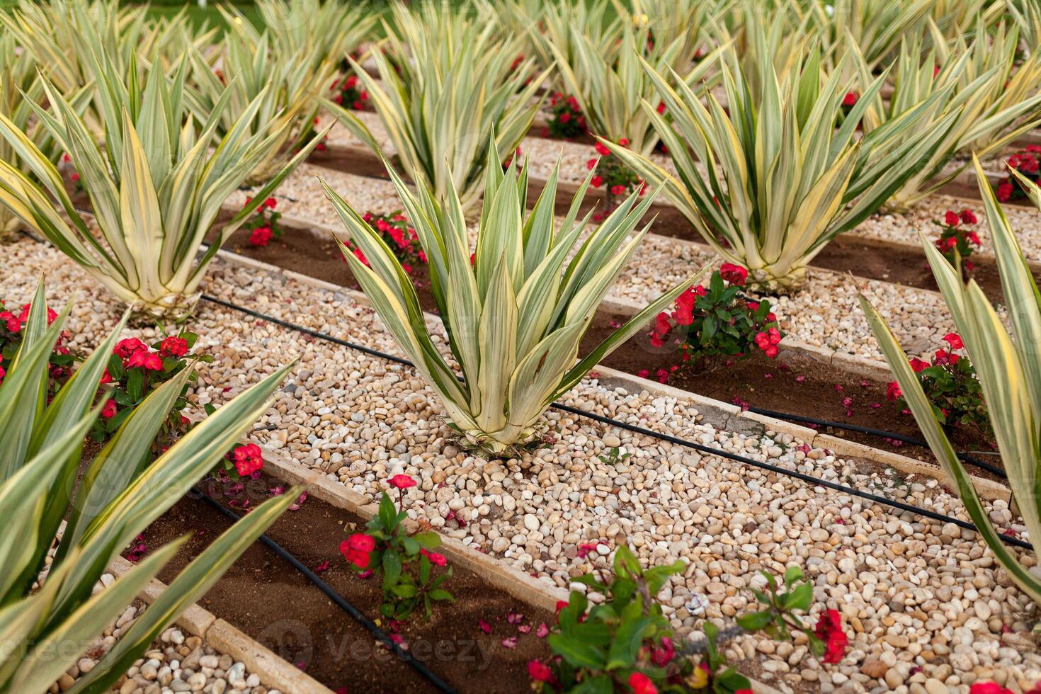 Flowers and the automatic irrigation system with plastic pipes photo