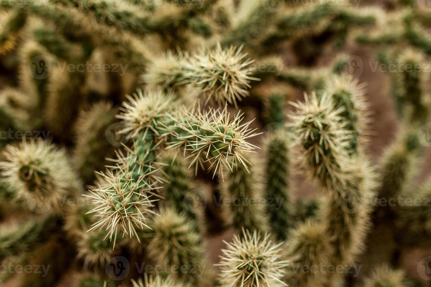 A large cactus with thorns in the wild spiny background photo