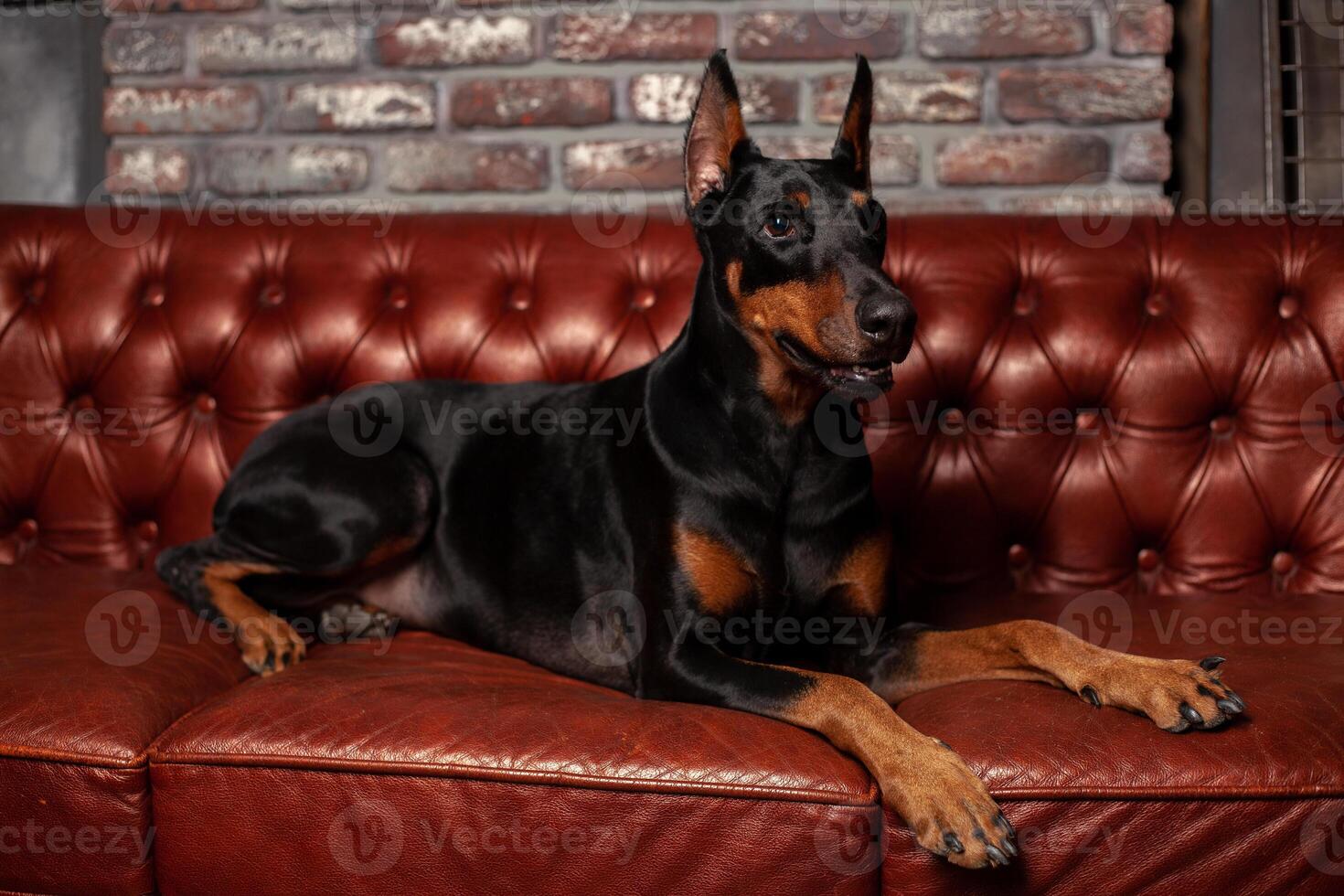 Doberman Pinscher. Dog on a brown background. Dog lies on the leather sofa. photo