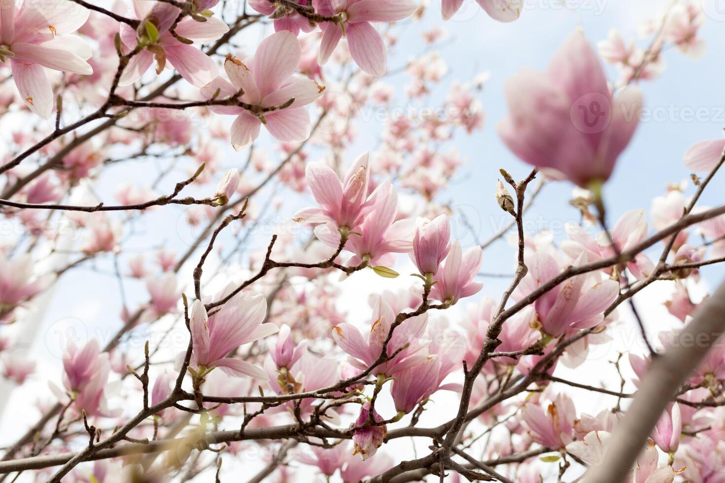 Closeup of magnolia tree blossom with blurred background and warm sunshine photo