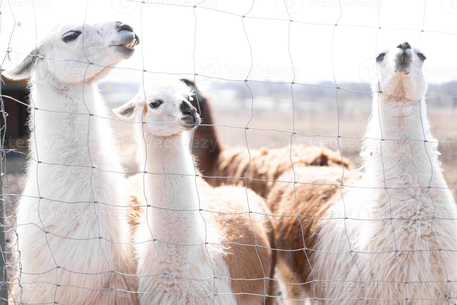 Cute animal alpaka lama on farm outdoors photo