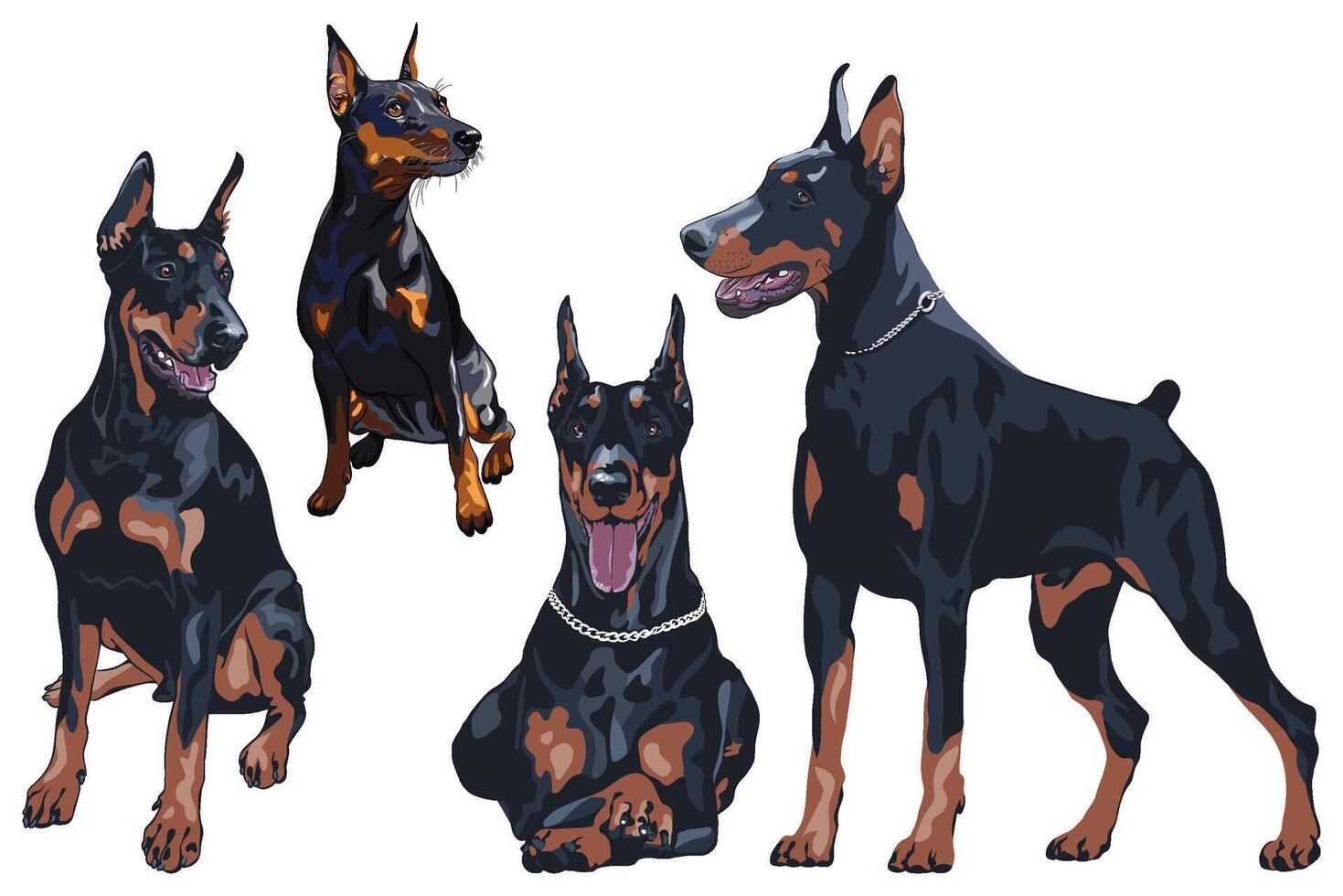 Set dog Doberman Pinscher breed vector