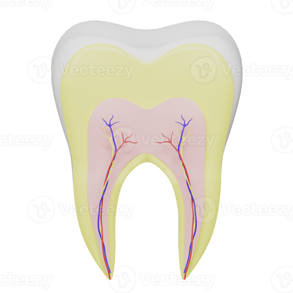 Detailed 3D icon showcasing the anatomy of a tooth png