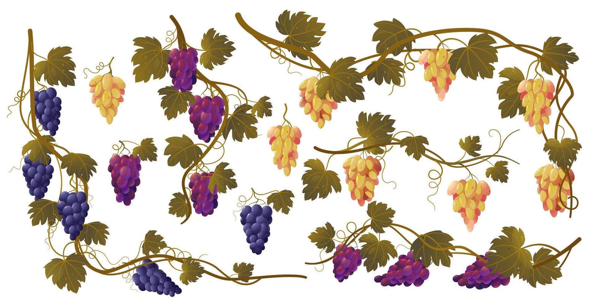 Grape vine. Cartoon grape bunches and leaves, organic natural wine ingredients, fresh fruit bunch for beverage production. Vector isolated set