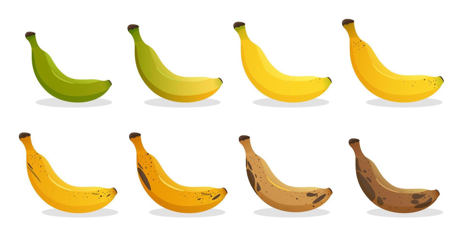 Banana ripeness stages. Different organic fruit peel color from green to brown, organic rotten and fresh ripe fruit. Vegetarian healthy food vector set