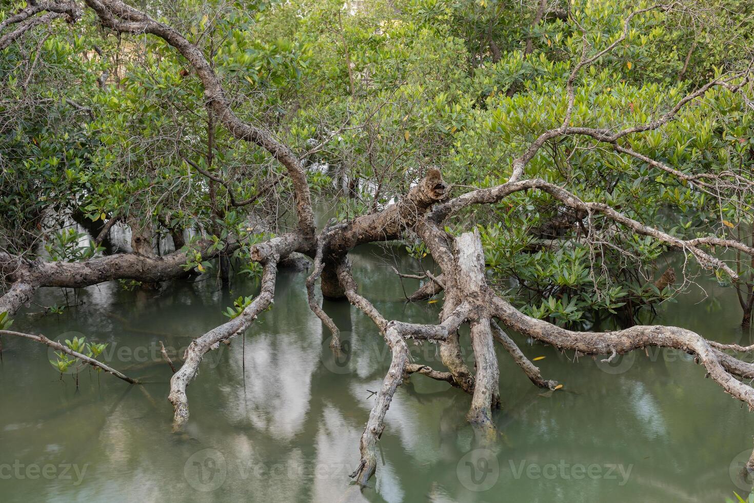 The remains of a large dead tree are in the wetland area. photo