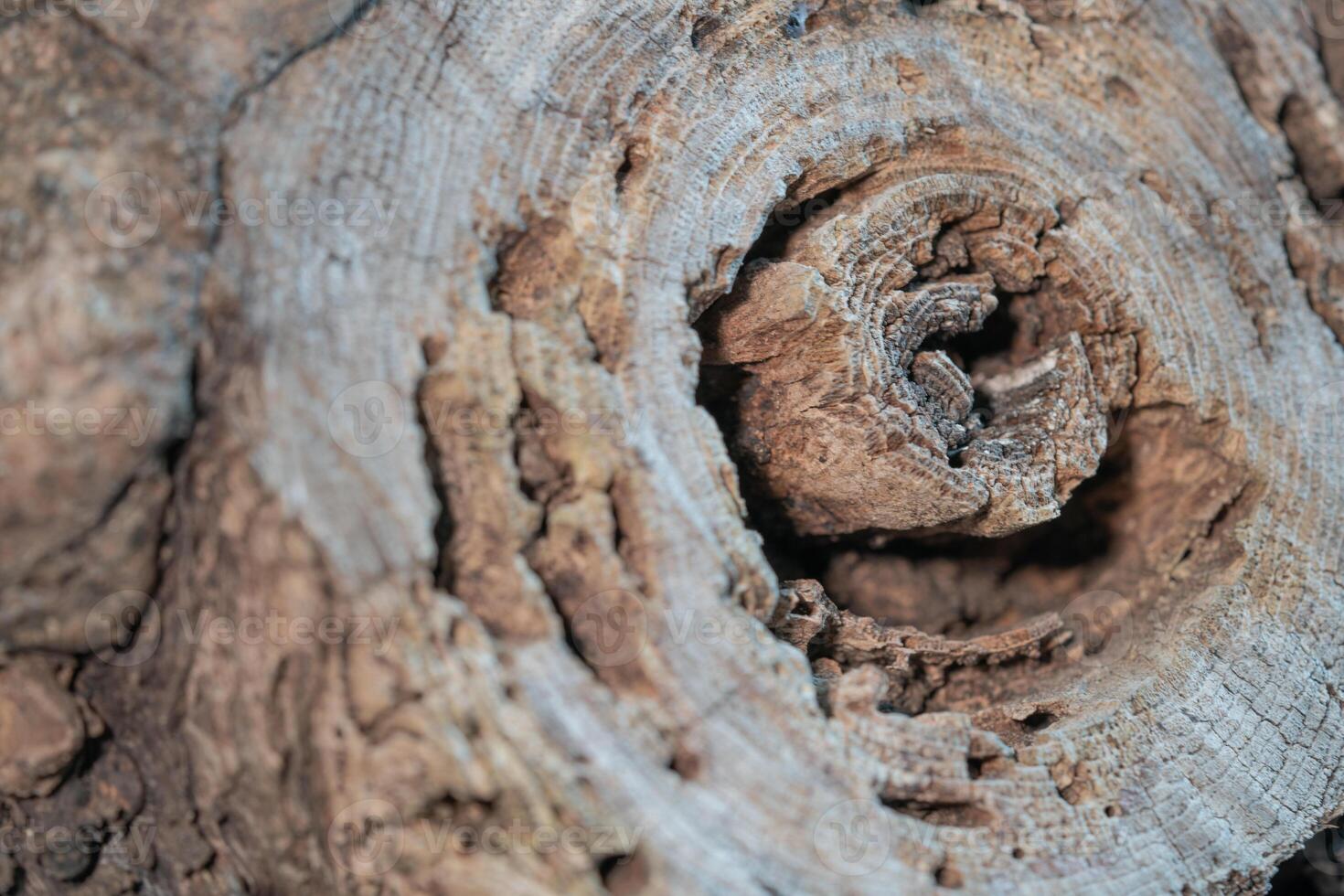 the branches of a large tree were cut photo