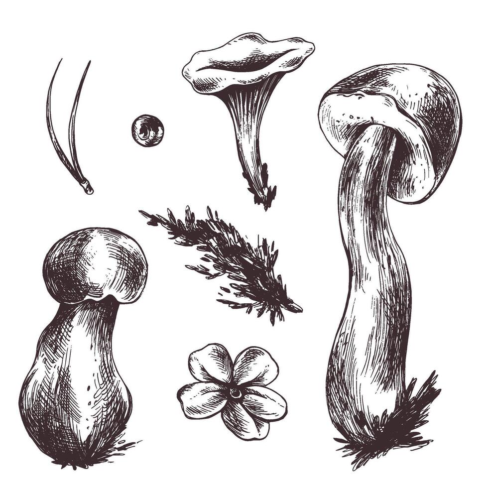 A set of forest mushrooms, boletus, chanterelles and blueberries, lingonberries, twigs, cones, leaves. Graphic botanical illustration hand drawn in brown ink. For autumn festival. set of elements. vector