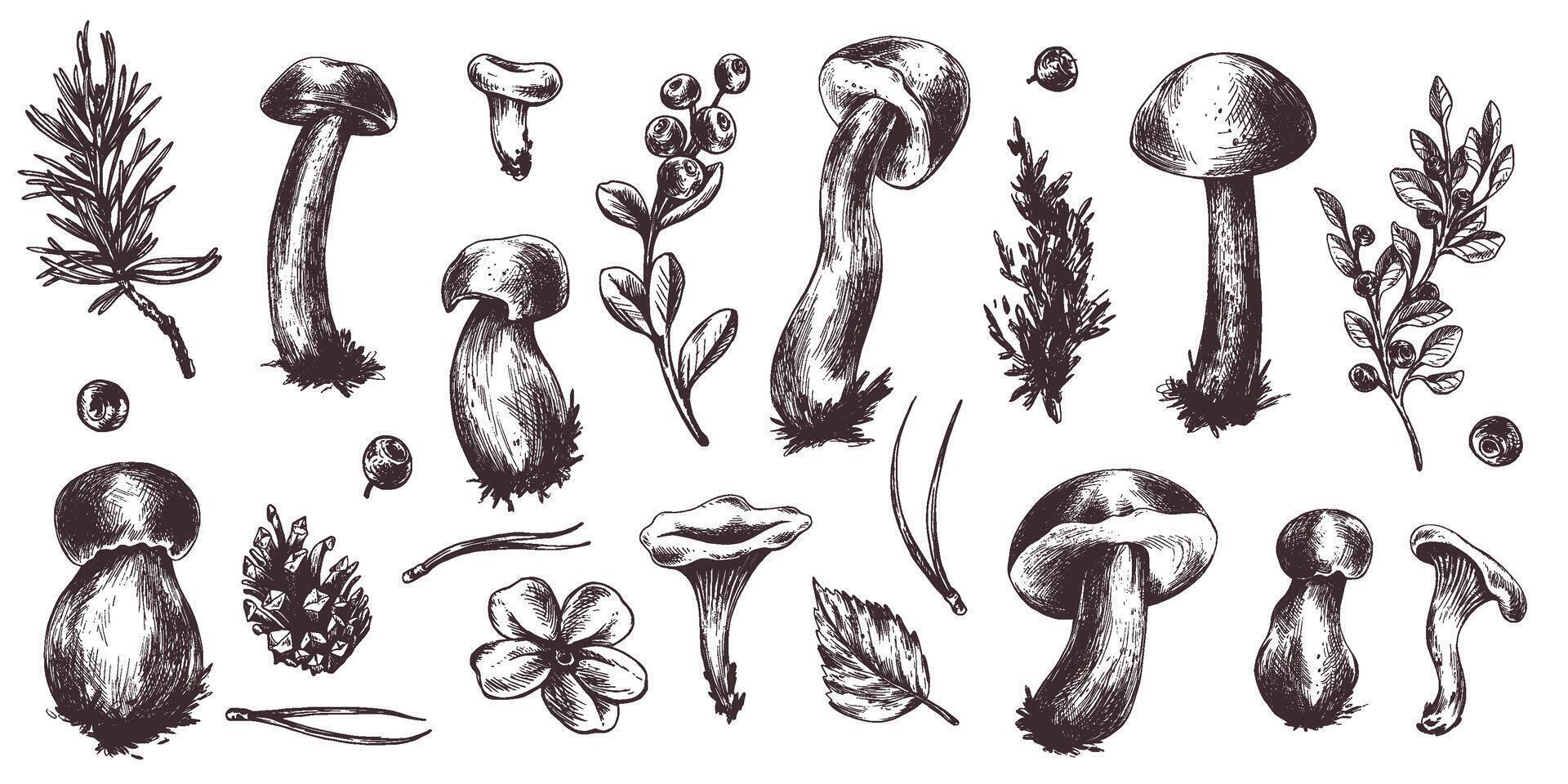 A set of forest mushrooms, boletus, chanterelles and blueberries, lingonberries, twigs, cones, leaves. Graphic botanical illustration hand drawn in brown ink. For autumn festival. set of elements. vector