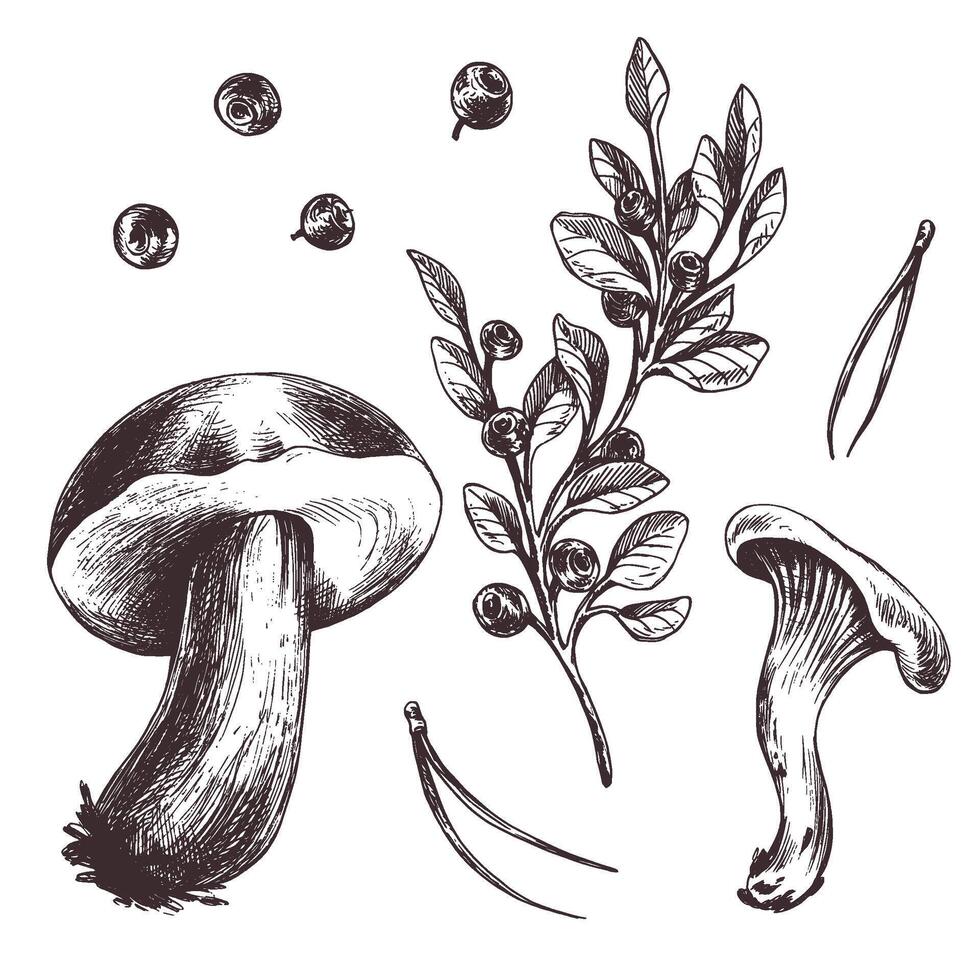 A set of forest mushrooms, boletus, chanterelles and blueberries, lingonberries, twigs, cones, leaves. Graphic botanical illustration hand drawn in brown ink. For autumn festival. set of elements. vector