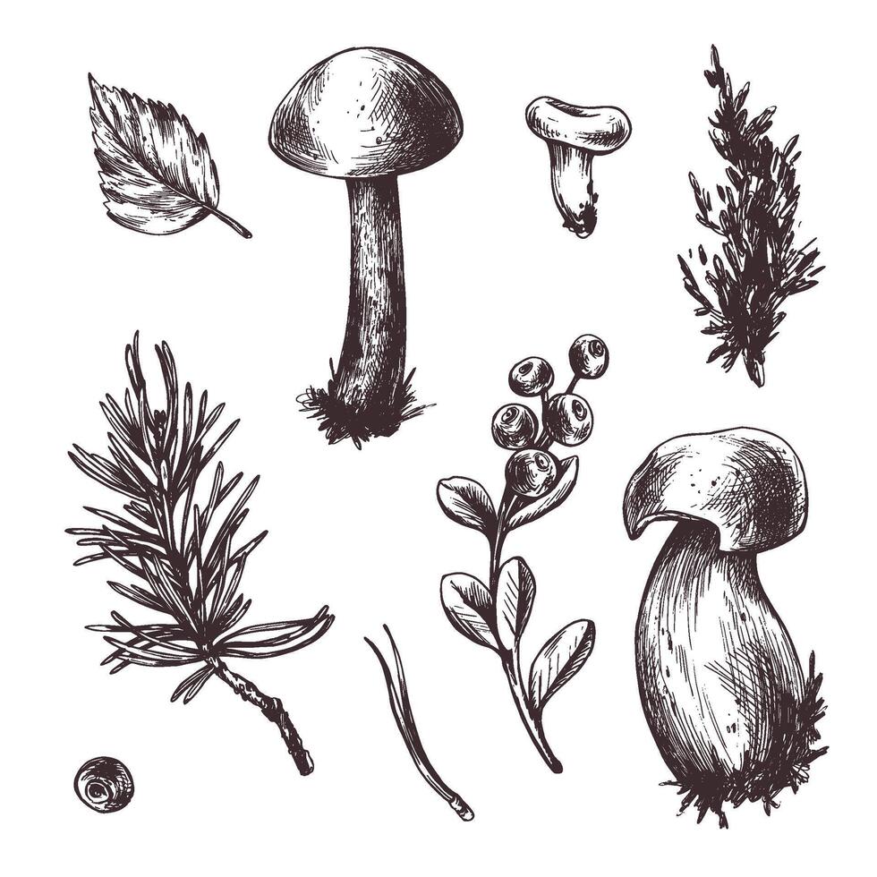 A set of forest mushrooms, boletus, chanterelles and blueberries, lingonberries, twigs, cones, leaves. Graphic botanical illustration hand drawn in brown ink. For autumn festival. set of elements. vector