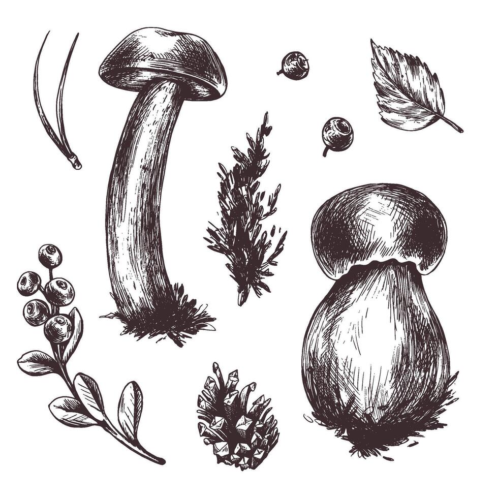 A set of forest mushrooms, boletus, and blueberries, twigs, cones, leaves. Graphic botanical illustration hand drawn in brown ink. For recipes, packaging, autumn festival, harvest. set of elements. vector