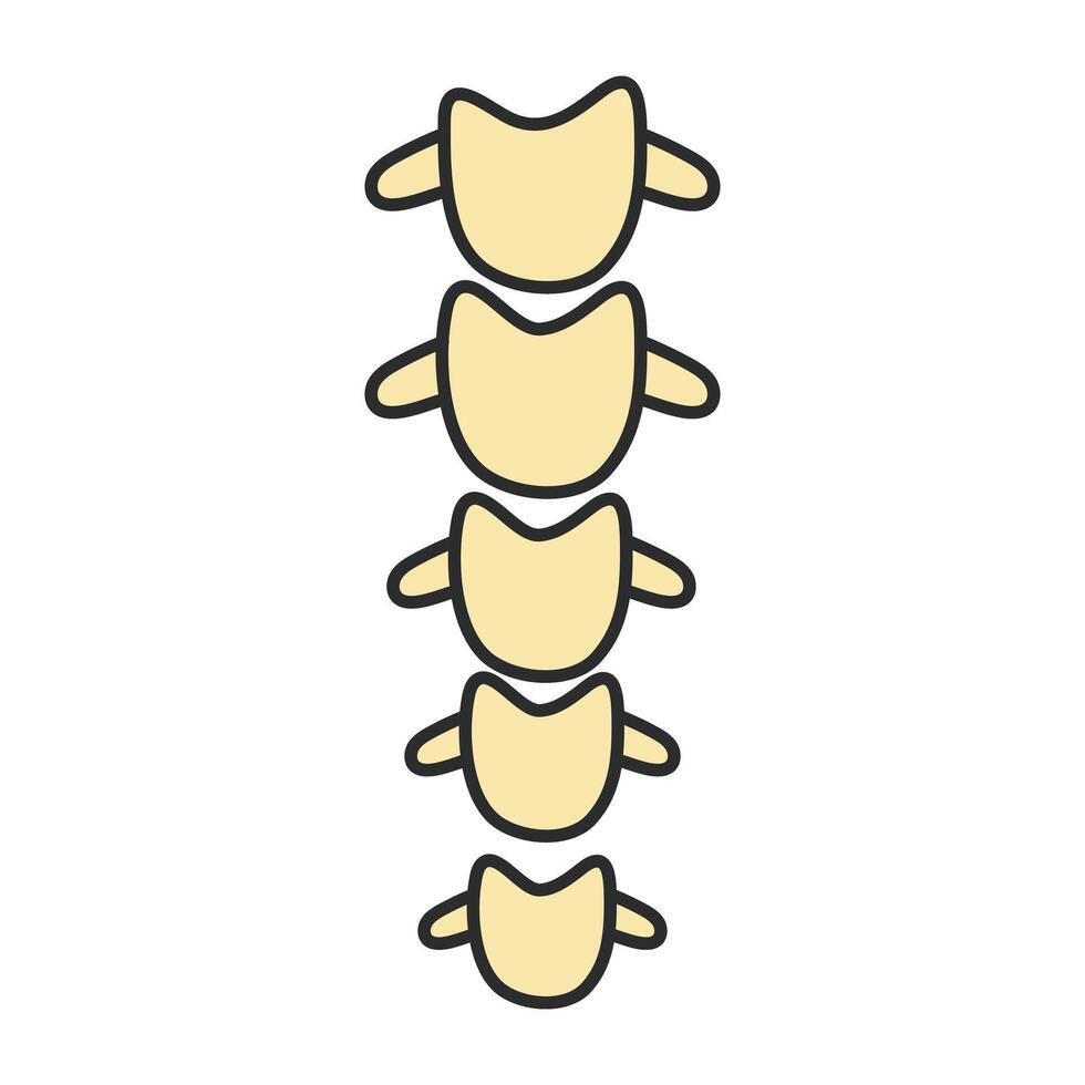 Vector design of vertebral column